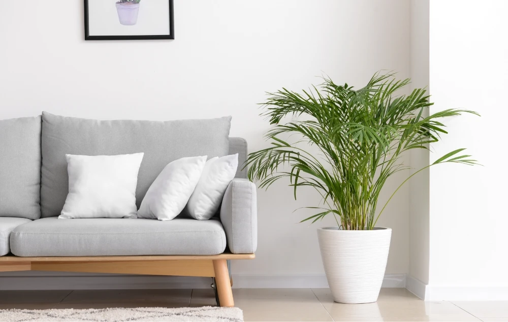 a grey couch next to a green indoor plant